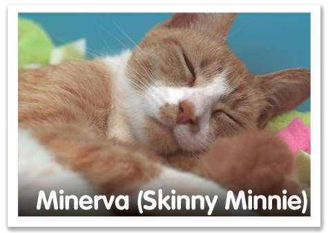 Minnie Minerva copy.jpg